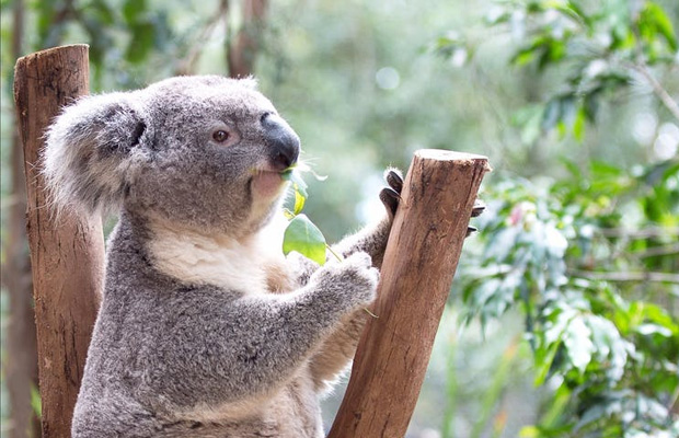 Featherdale Sydney Wildlife Park