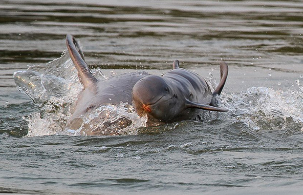 Irrawaddy Dolphins, Kratie in Cambodia