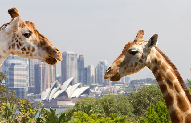 Taronga Zoo Sydney in Australia