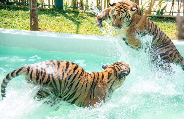 Tiger Park Pattaya