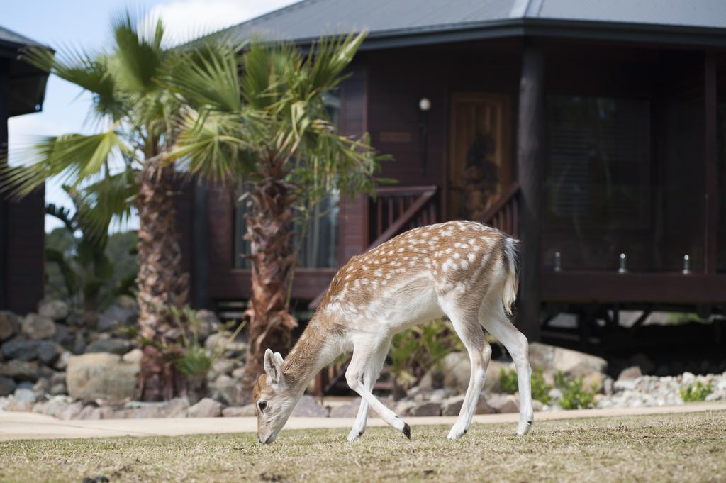 Jamala Wildlife Lodge